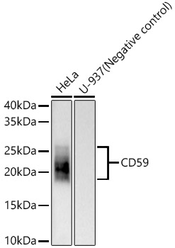 A22667_1.jpg
