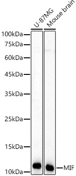 A22682_1.jpg