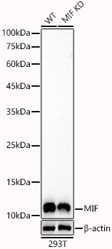 A22682_2.jpg