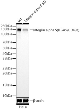 A22706_2.jpg