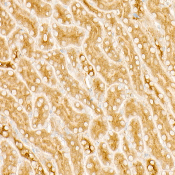 A22721_3.jpg