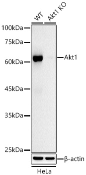 A22770_2.jpg