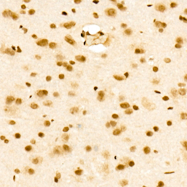 A22863_4.jpg