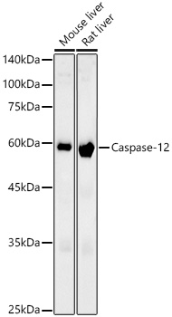 A22864_1.jpg