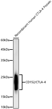 A22865_2.jpg