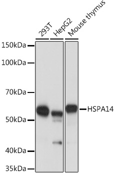 A2286_1.jpg