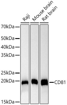A22986_1.jpg