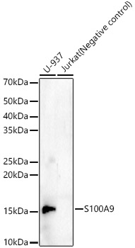 A22987_1.jpg