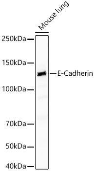 A22988_1.jpg