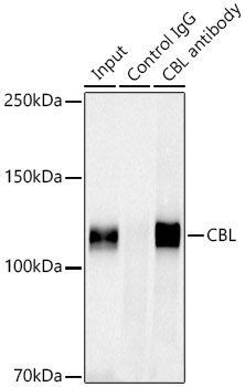 A22994_4.jpg
