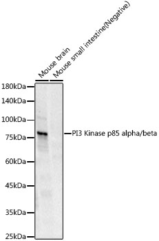 A22996_1.jpg
