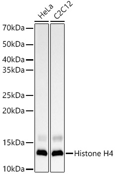 A23000_2.jpg