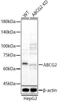 A23066_2.jpg