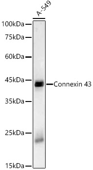 A23120_2.jpg