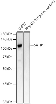 A23147_1.jpg