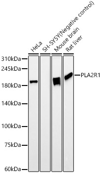 A23148_1.jpg