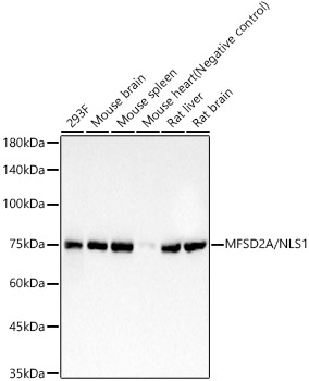 A23149_1.jpg