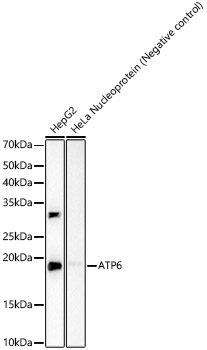 A23150_1.jpg