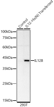 A23157_1.jpg