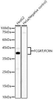 A23161_1.jpg