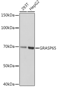 A2316_1.jpg