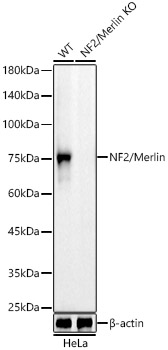 A23186_2.jpg