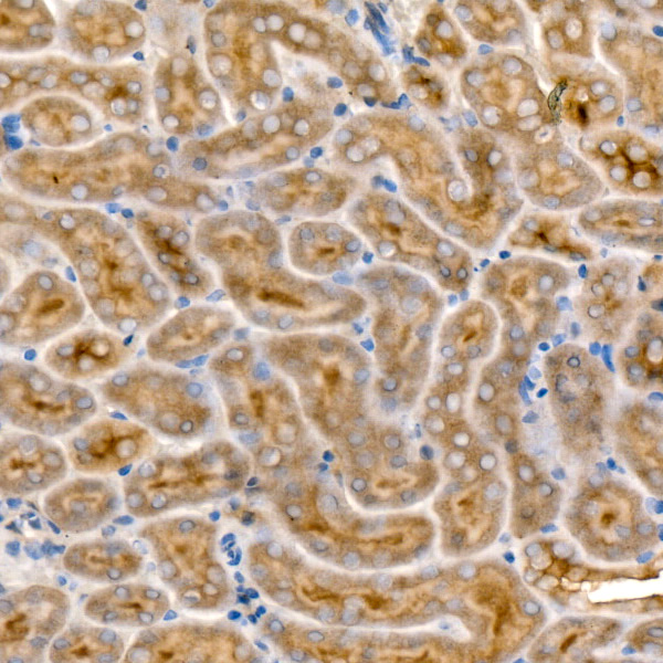 A23186_4.jpg