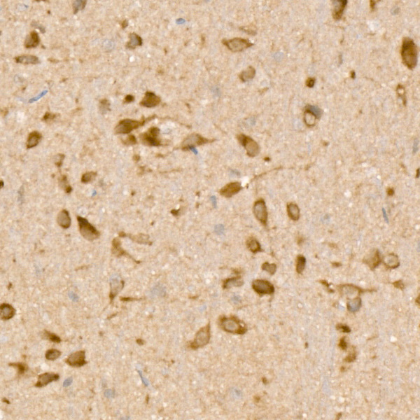 A23190_2.jpg