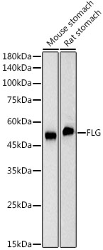 A23193_1.jpg