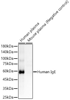 A23194_1.jpg