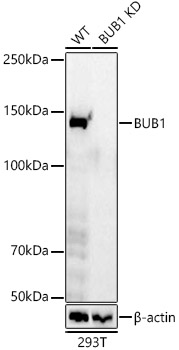 A23198_2.jpg