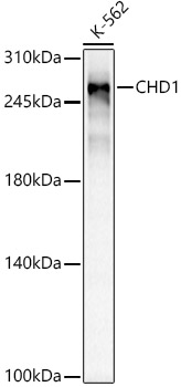 A23240_1.jpg
