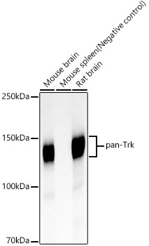 A23241_1.jpg