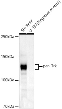 A23241_2.jpg