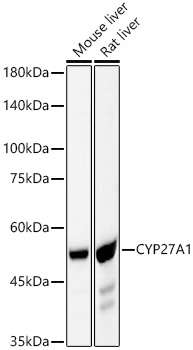 A23250_1.jpg