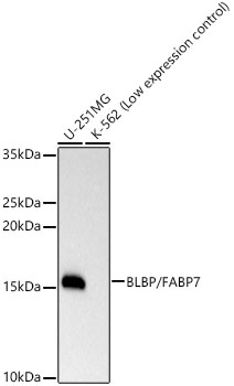 A23286_1.jpg