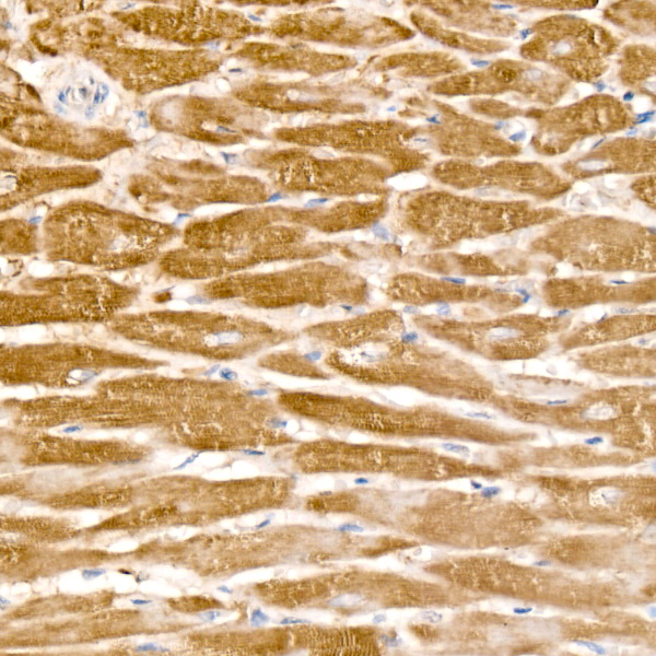 A23287_3.jpg
