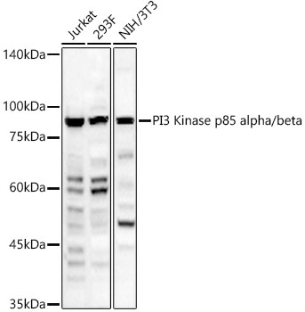 A23303_1.jpg