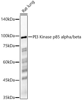 A23303_2.jpg