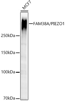 A23380_1.jpg