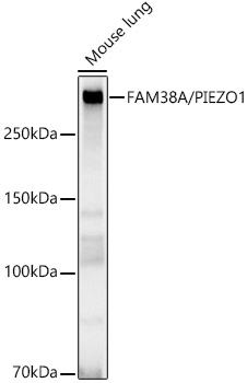A23380_2.jpg