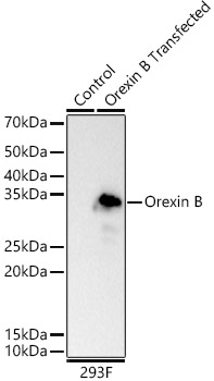 A23383_1.jpg