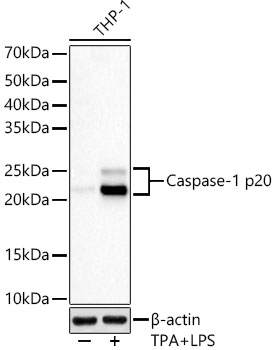 A23429_1.jpg