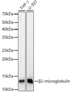 A23430_1.jpg
