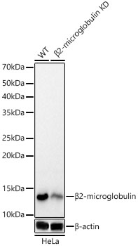 A23430_2.jpg
