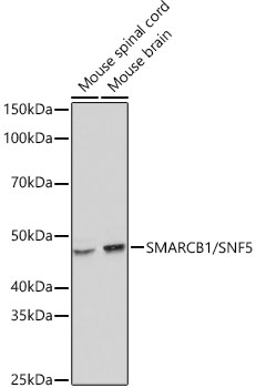 A23466_2.jpg