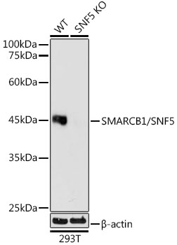 A23466_3.jpg