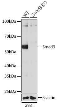 A23491_1.jpg