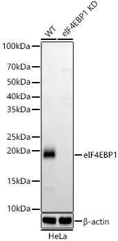 A23500_1.jpg