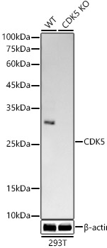 A23502_2.jpg